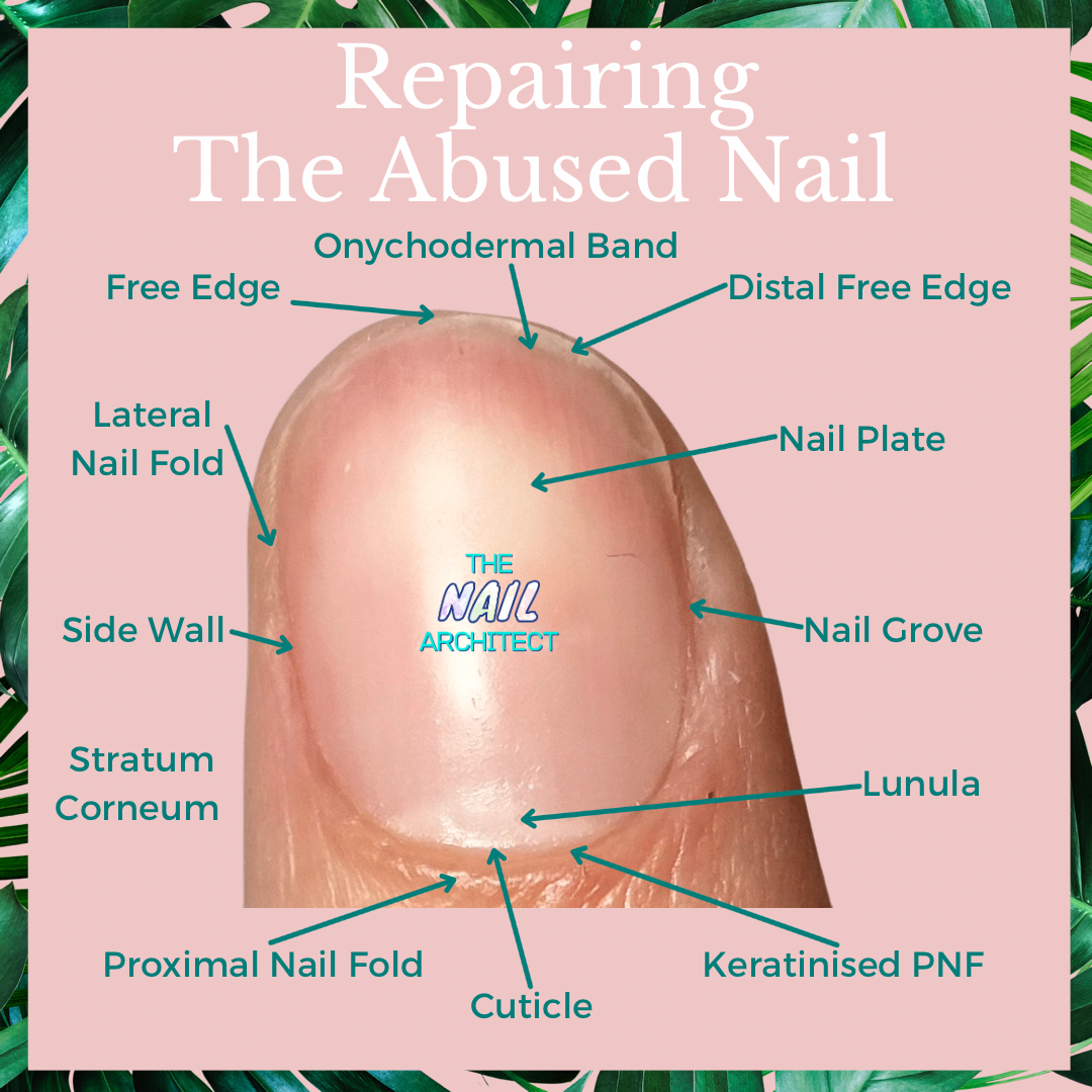 Concepts, Role, and Advances on Nail Imaging